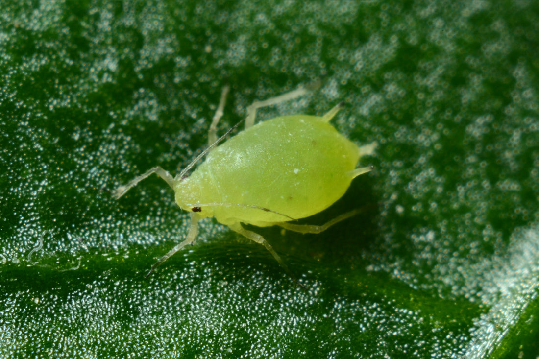 Defeat Aphids: Essential Tips for Indian Gardeners