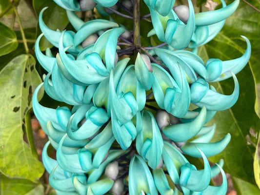 Discover the Captivating Blue Jade Vine: A Rare Gem for Your Home