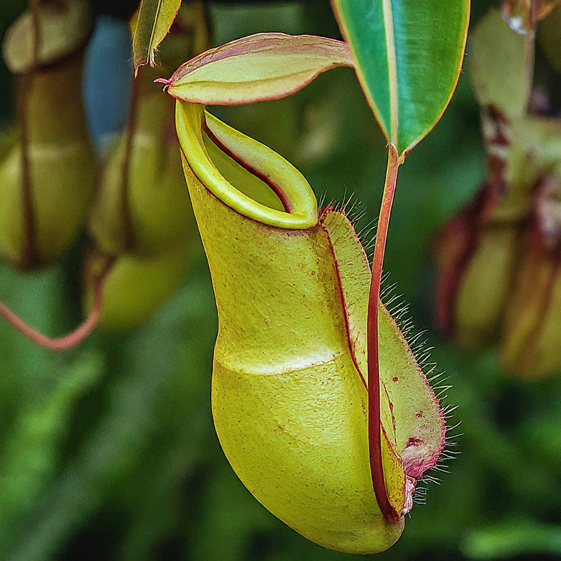 Mastering Nepenthes Care in India: A Guide to Thriving Pitcher Plants