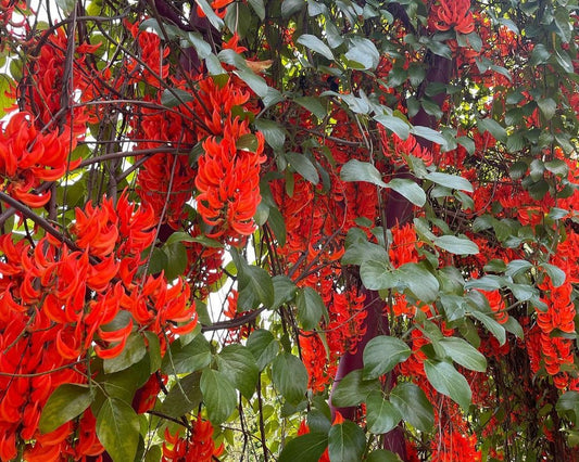 Discover the Captivating Red Jade Vine: A Tropical Treasure for Your Home