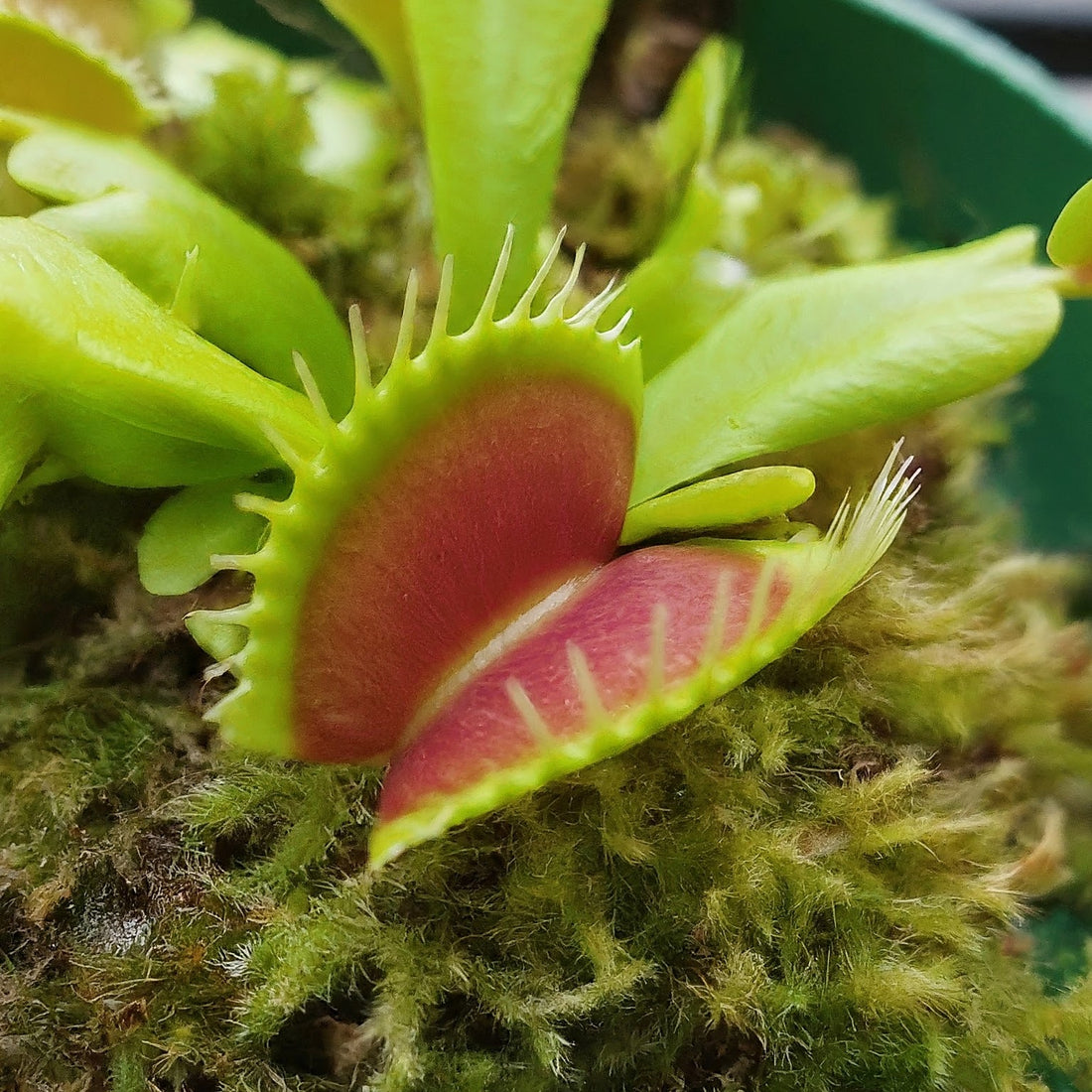 Venus Fly Traps in India: Tips for Growing Dionaea muscipula Successfully