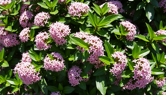 Bring the Cosmos Indoors: How to Grow and Care for Captivating Shooting Star Plants