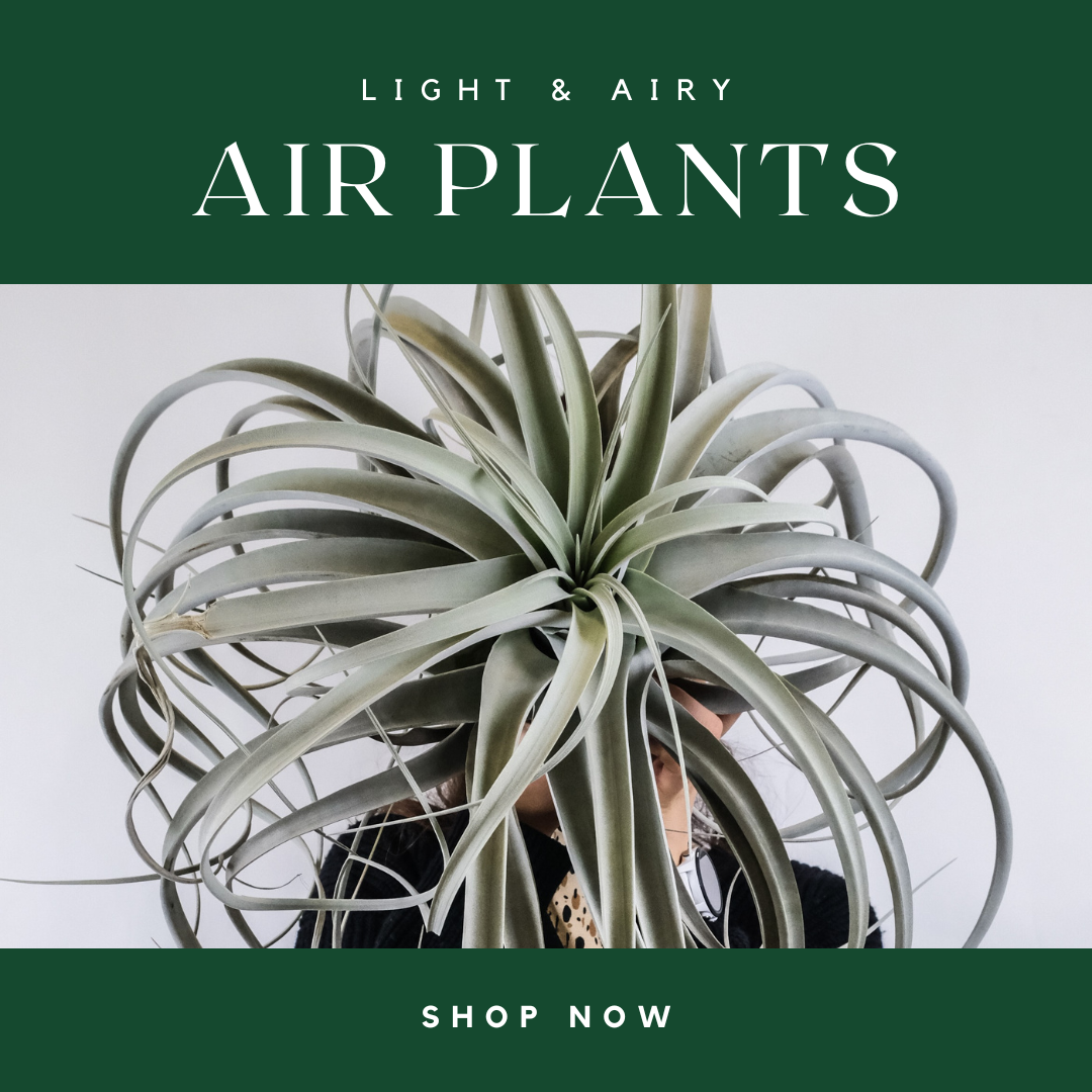 Air Plants