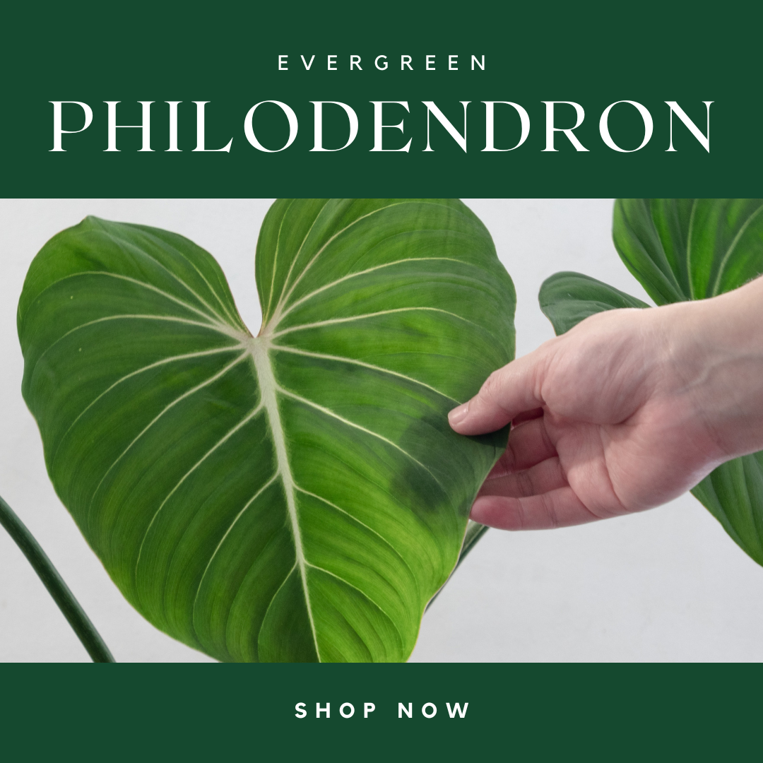 Philodendron