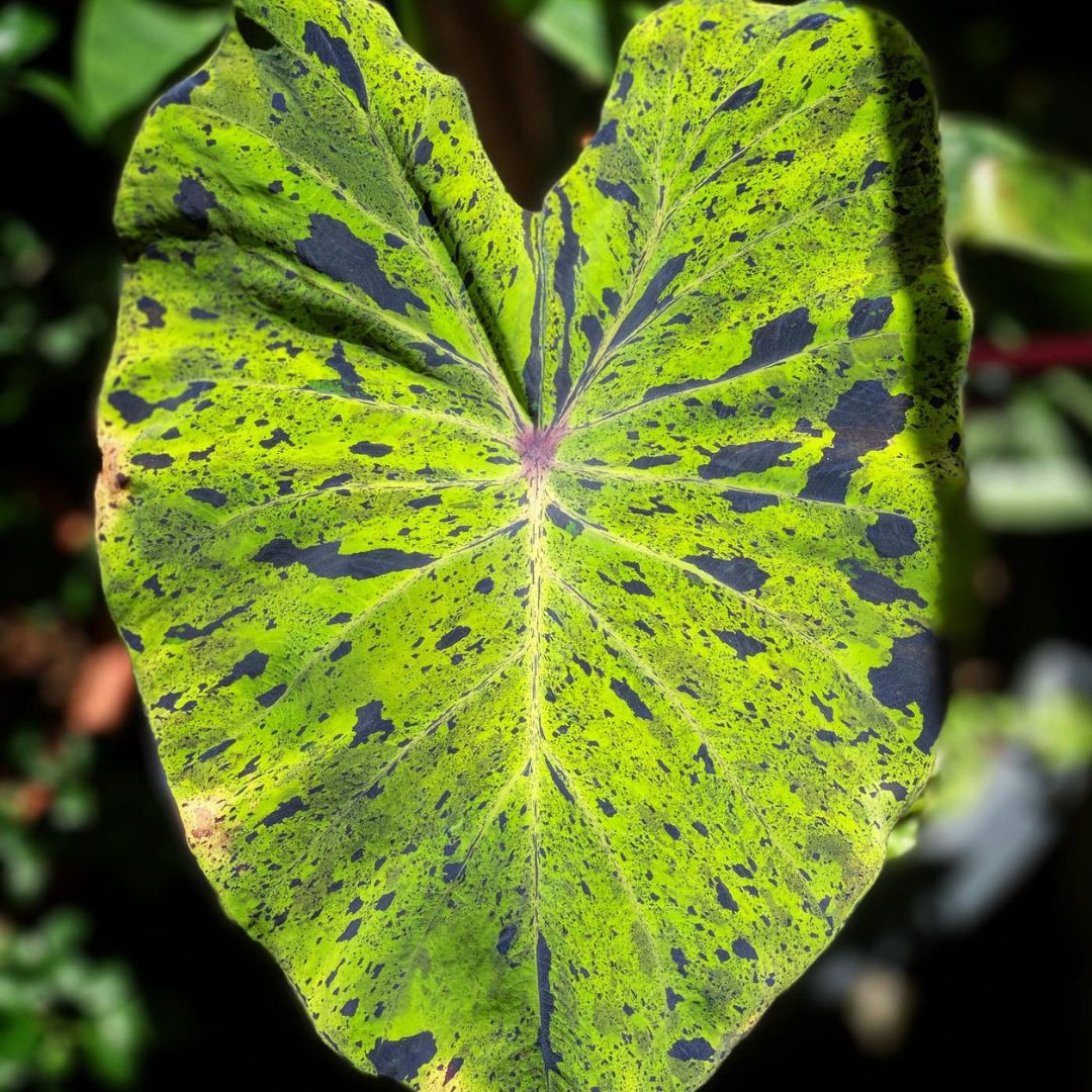 Colocasia