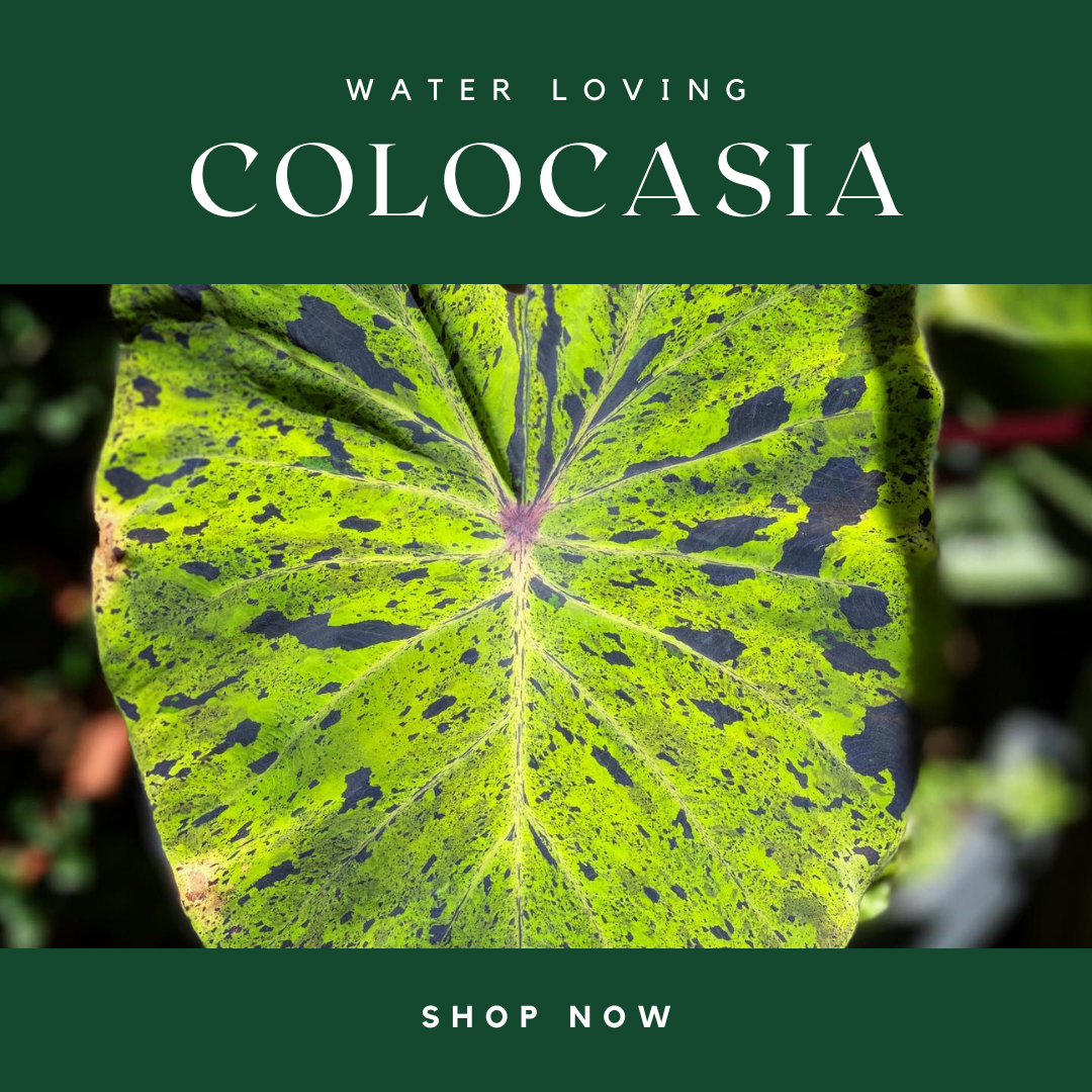 Colocasia