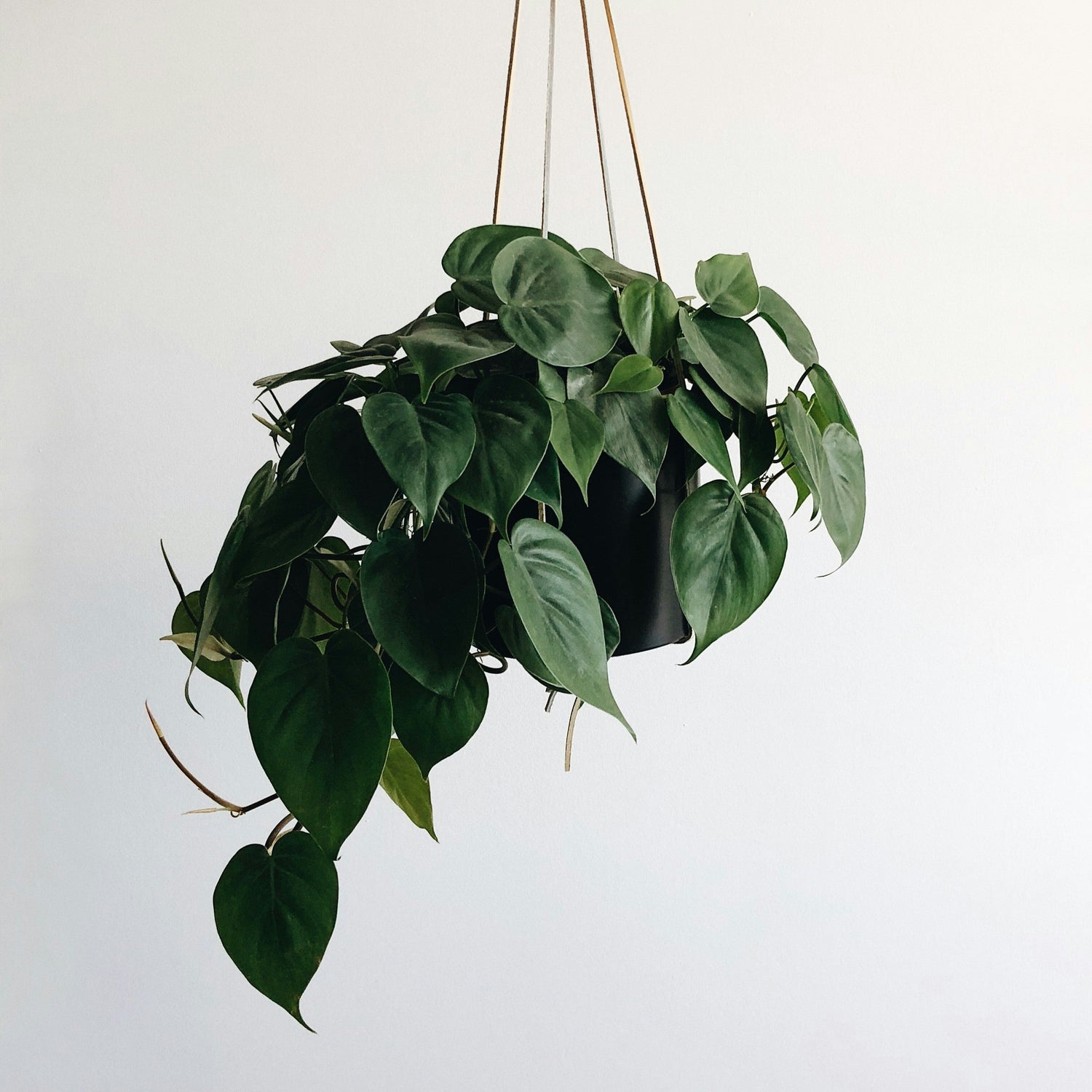 Hanging Plants