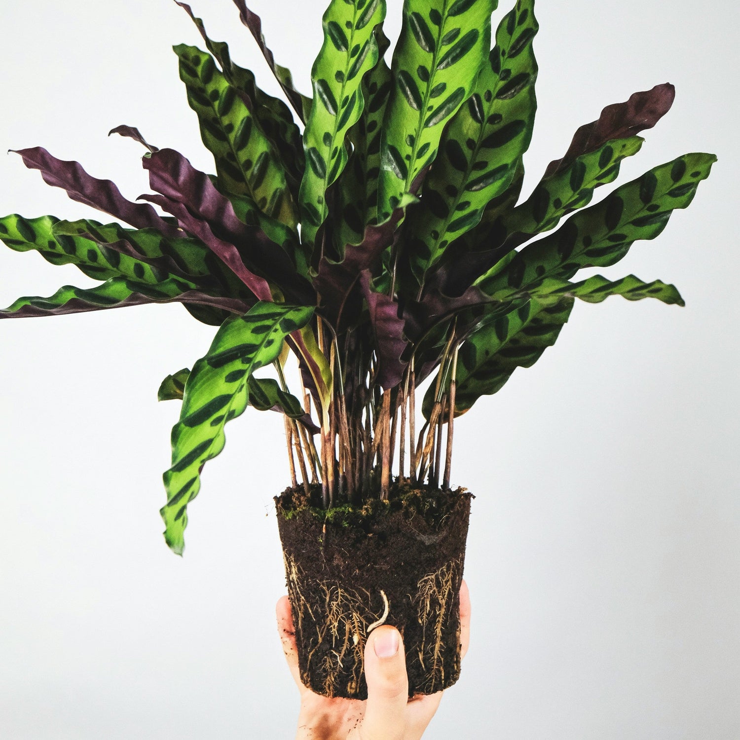 Calathea Orbifolia India Buy