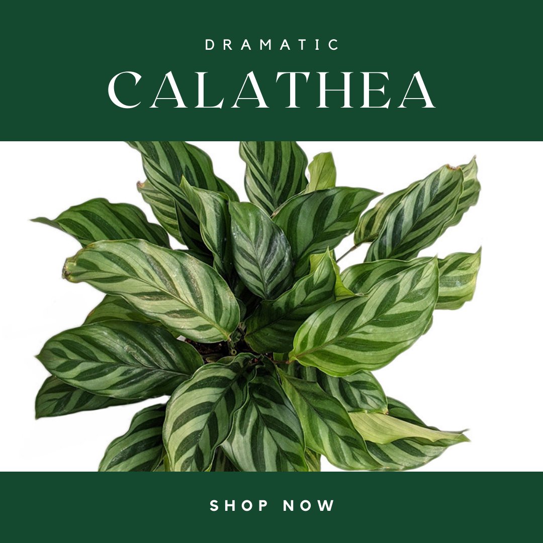 Calathea