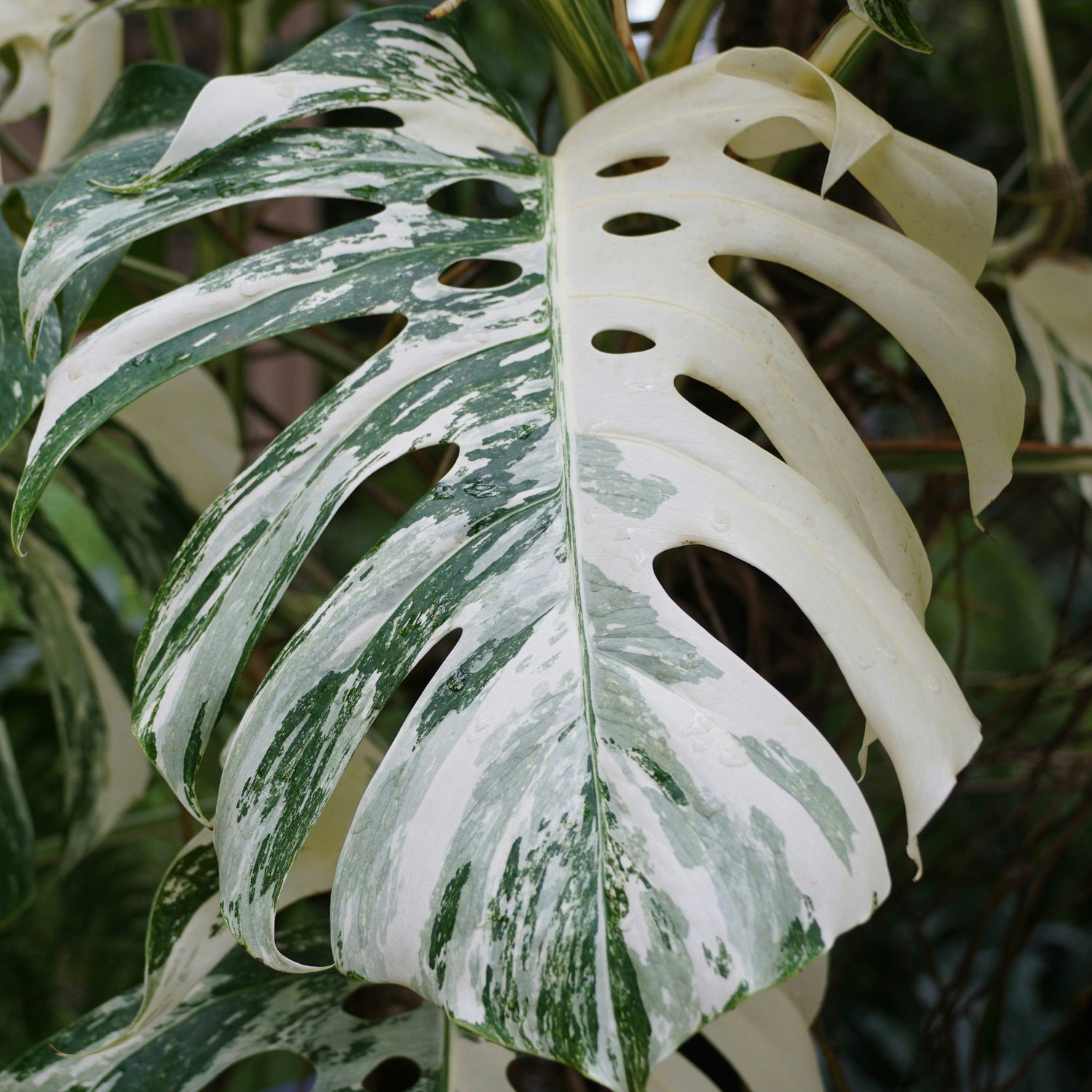 Variegated Rare Plants