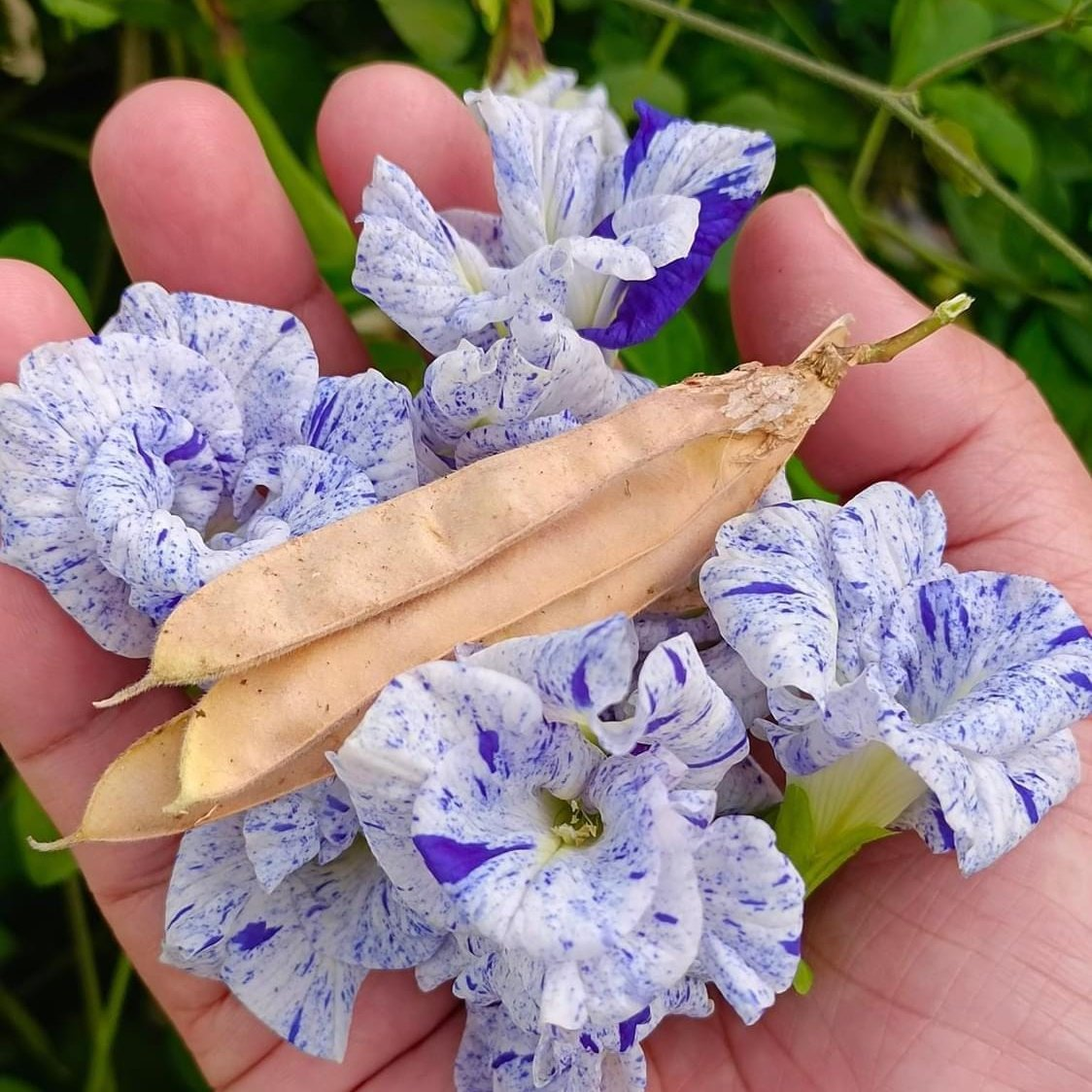 Seeds & Bulbs