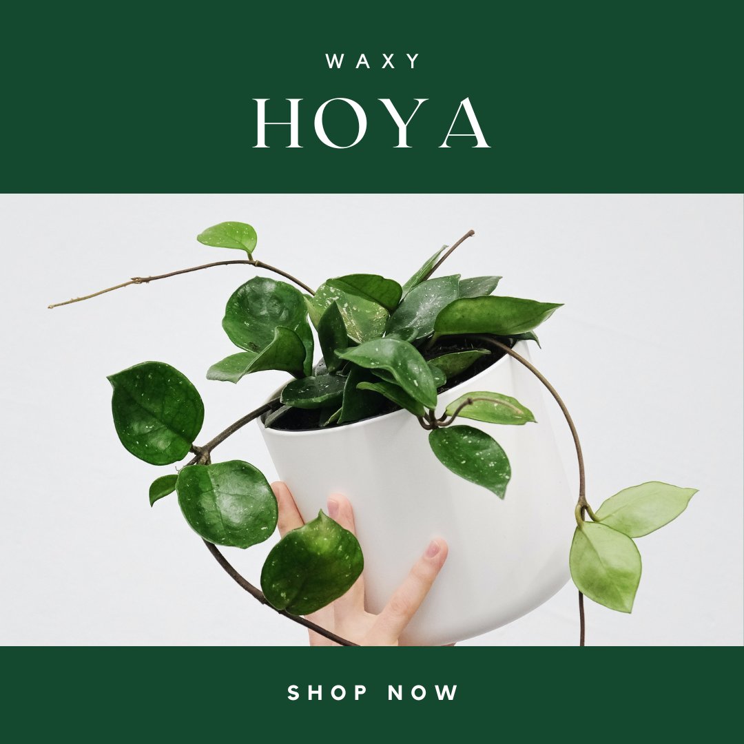 buy hoya in india