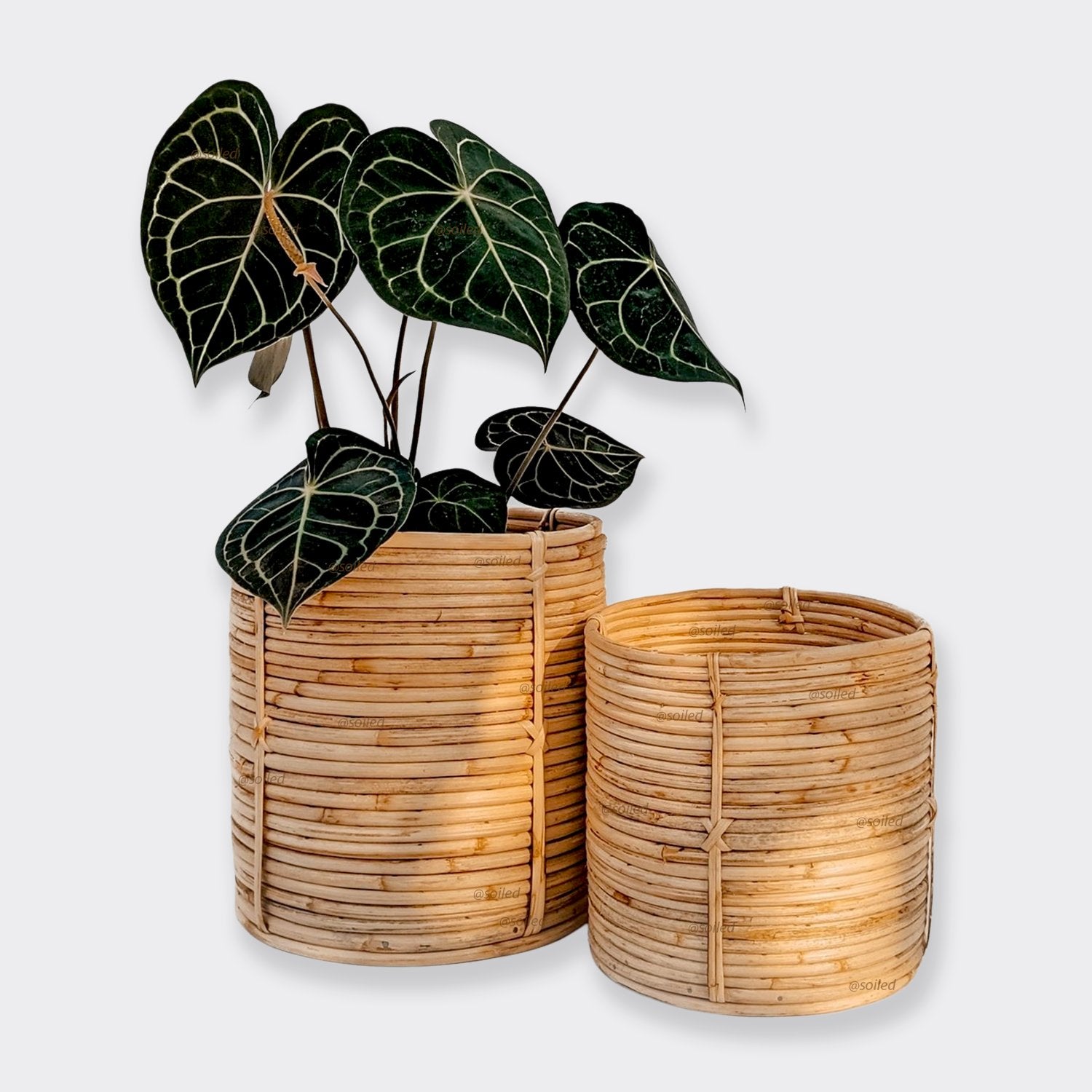 Planters & Decor