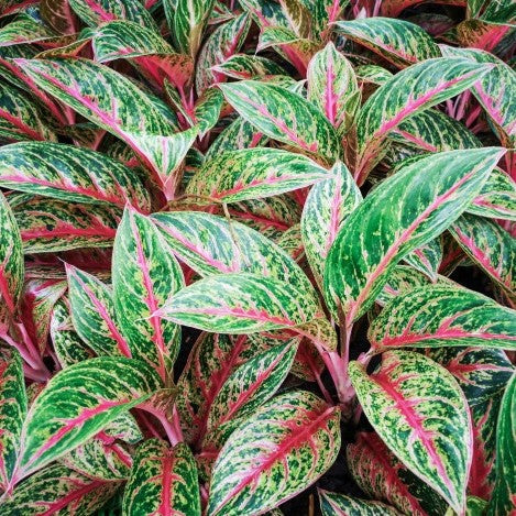 Aglaonema