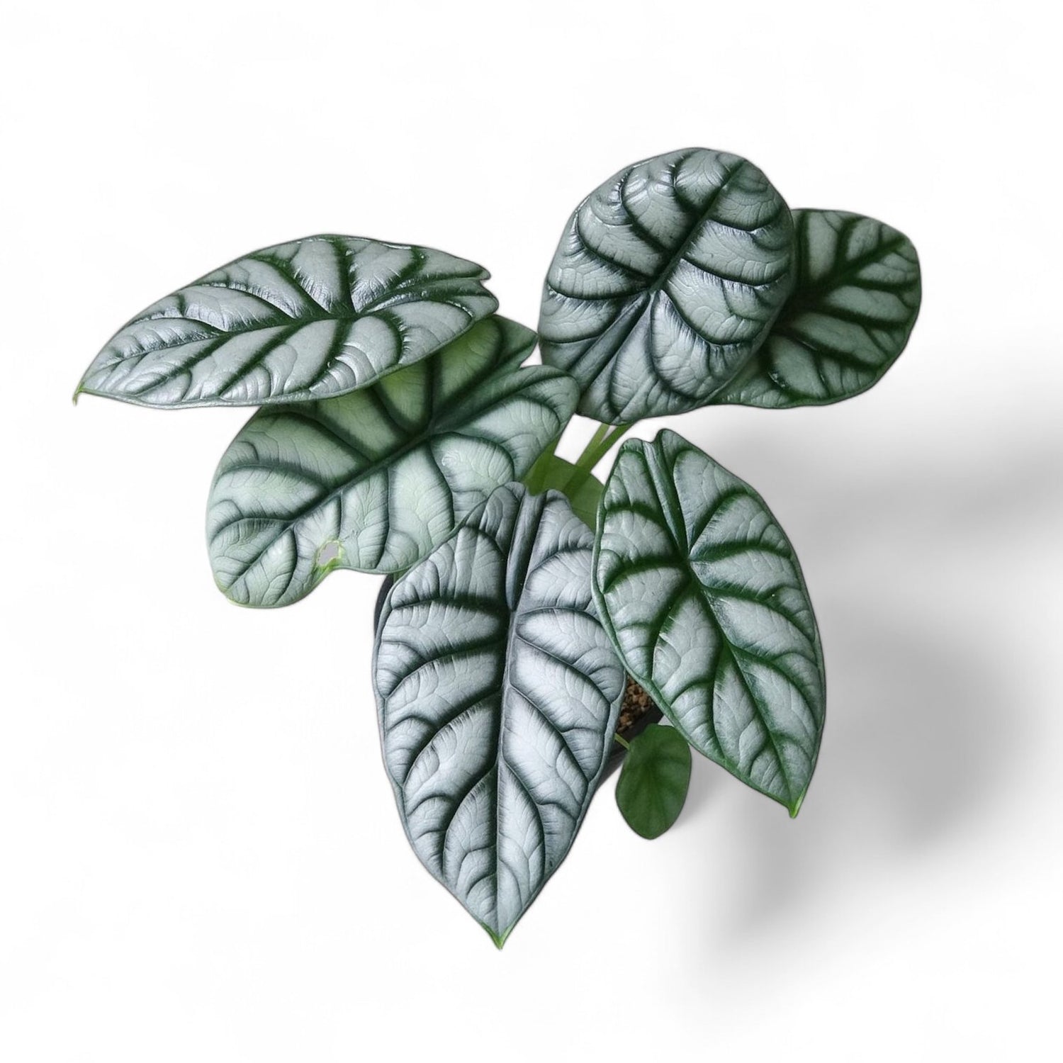 Alocasia