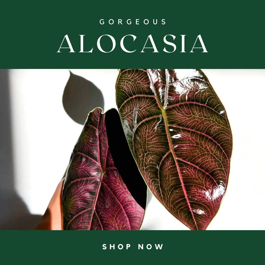 Alocasia