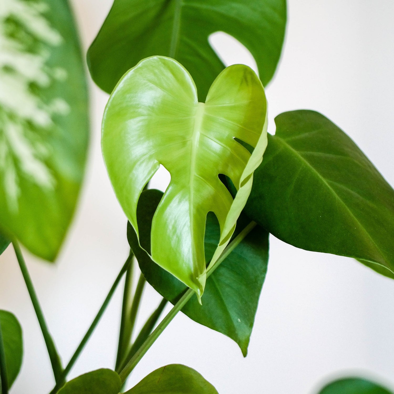 Buy Monstera Deliciosa in India