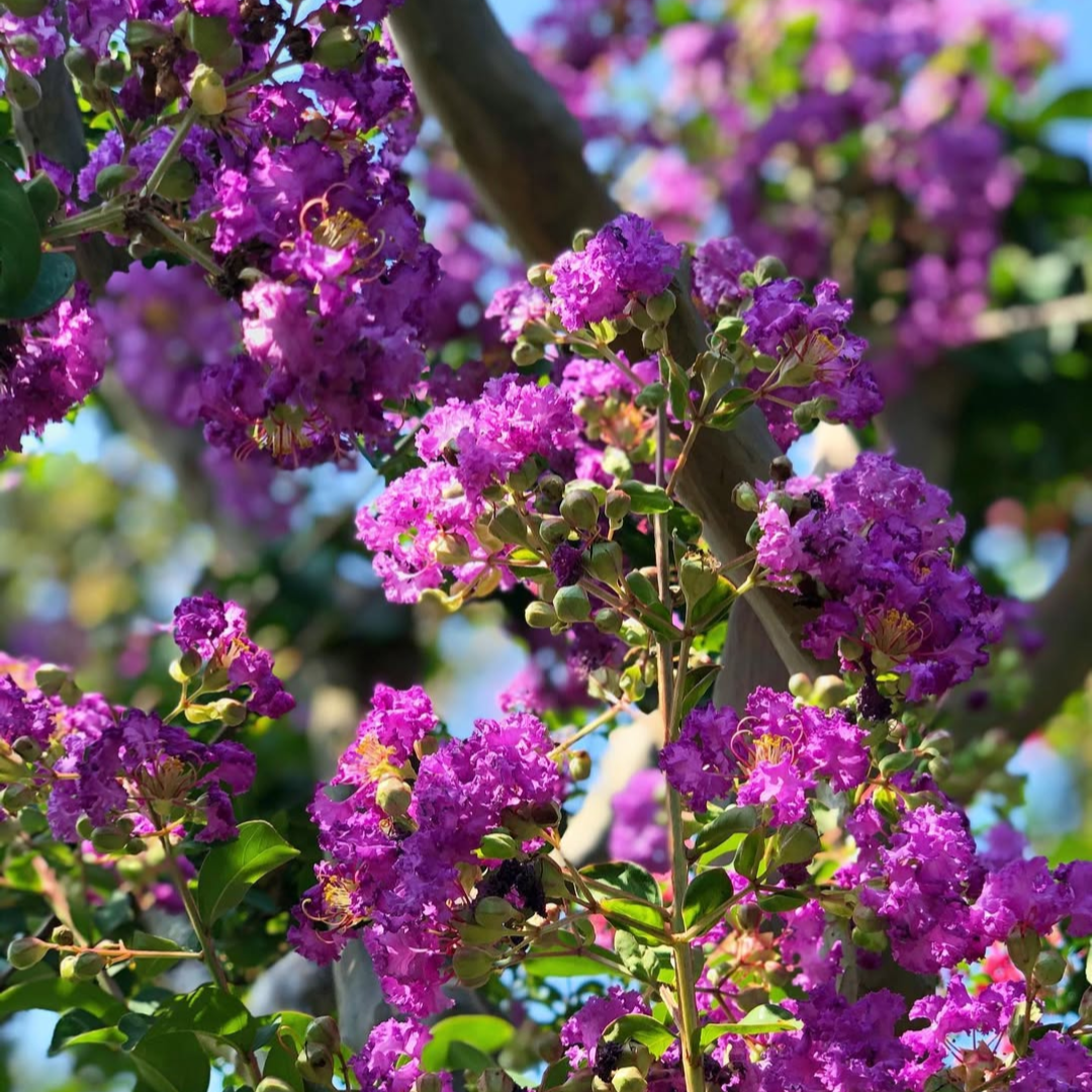 Landscaping Plants