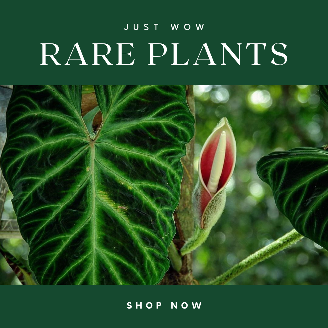 Rare Plants