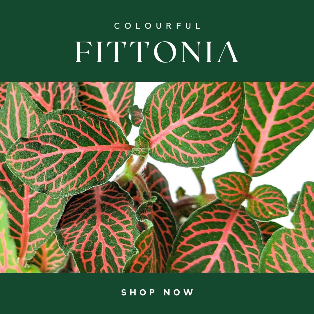 Fittonia