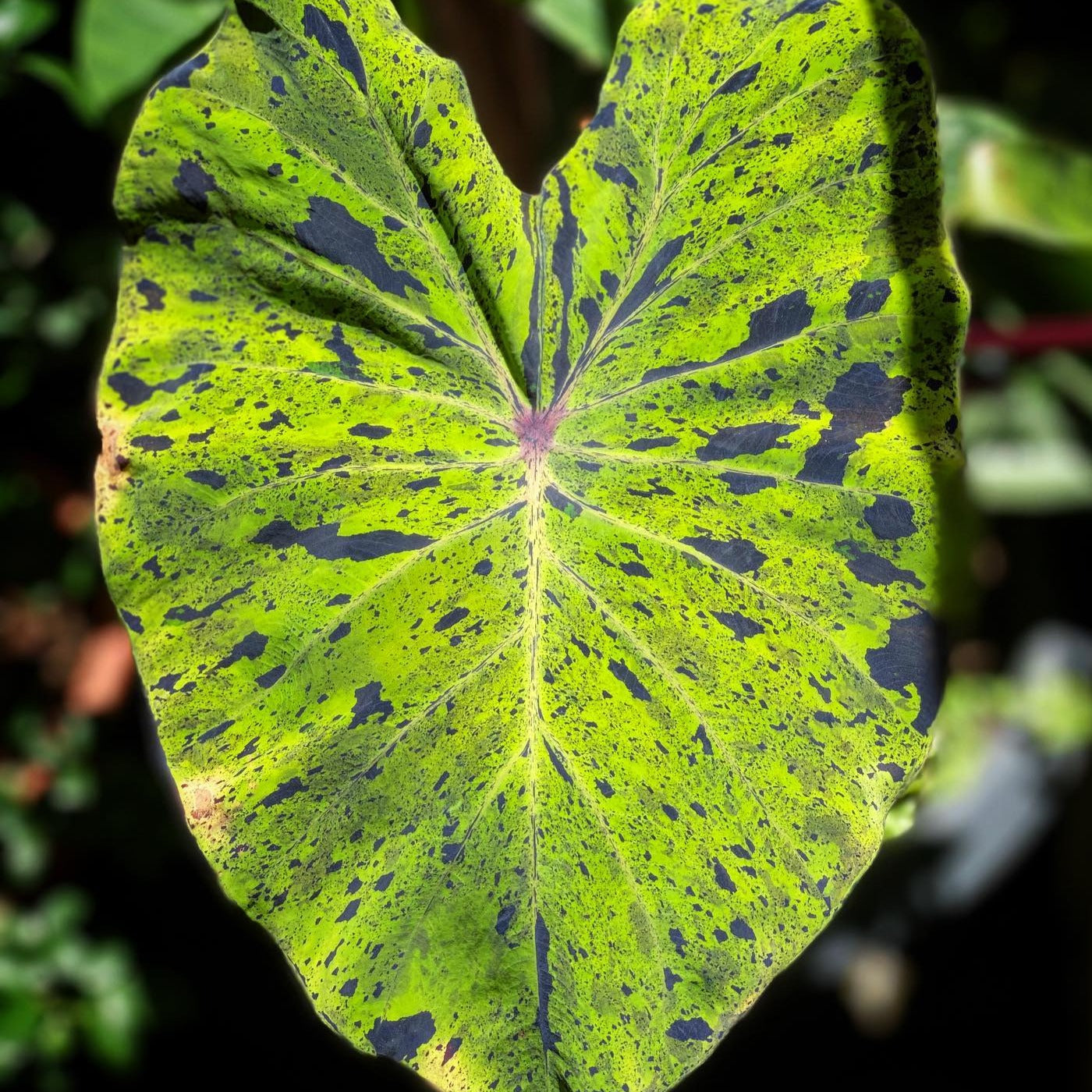 Colocasia Mojito - Colocasia - Soiled