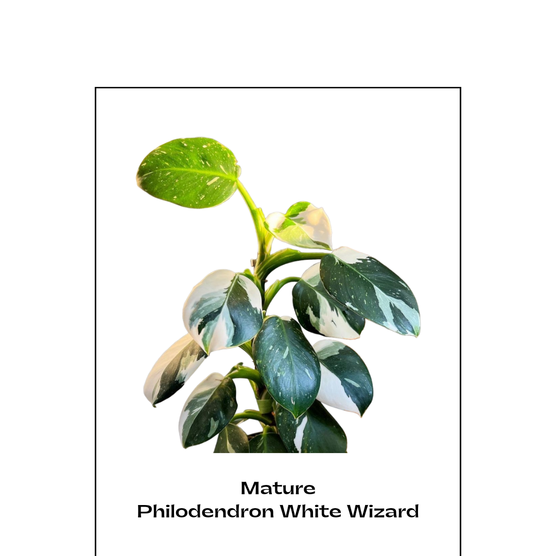 Philodendron 'White Wizard' - Philodendron - Soiled