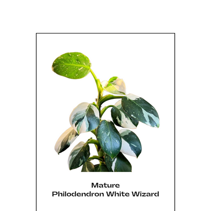 Philodendron 'White Wizard' - Philodendron - Soiled