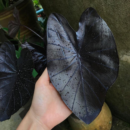 Colocasia Black Coral - Colocasia - Soiled