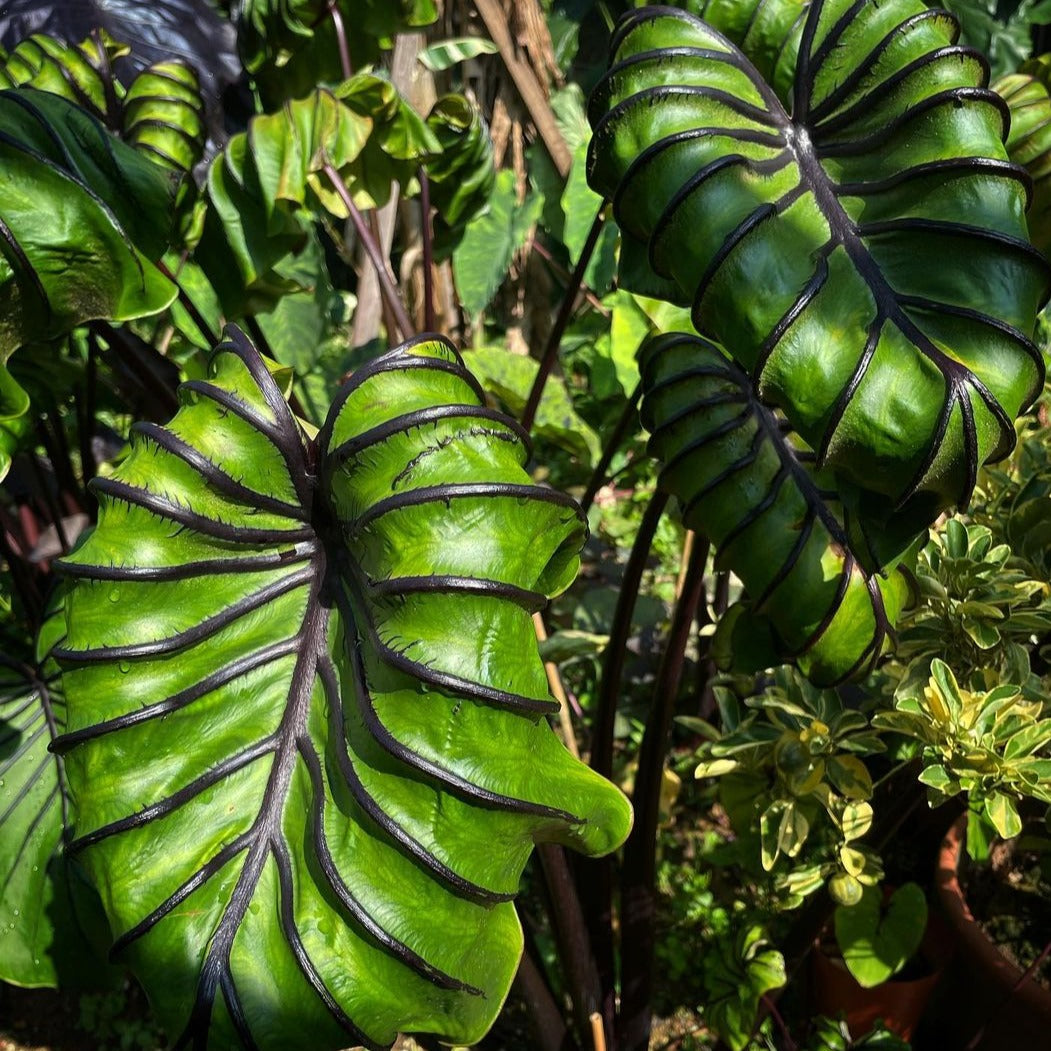 Colocasia Pharaohs Mask - Colocasia - Soiled