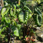 Colocasia Pharaohs Mask - Colocasia - Soiled