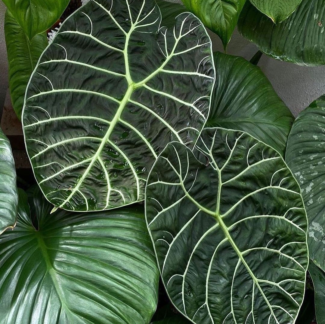 Alocasia Watsoniana - Alocasia - Soiled