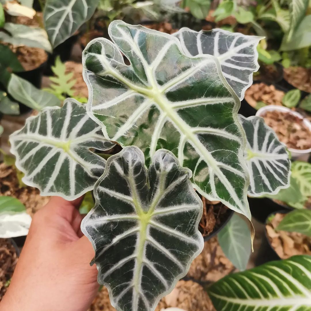 Alocasia Parasol - Alocasia - Soiled