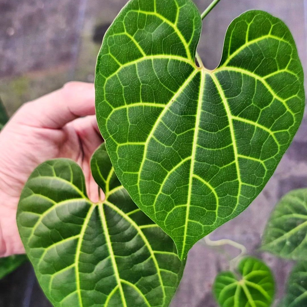 Aristolochia Leuconeura