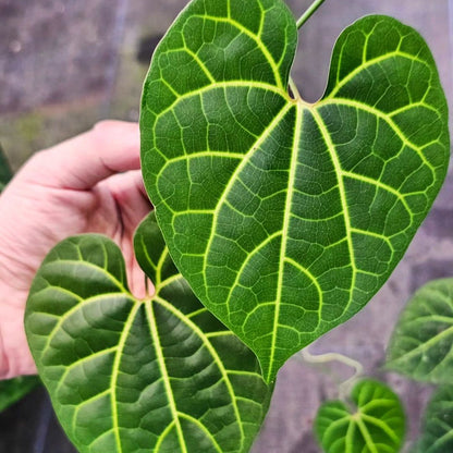 Aristolochia Leuconeura