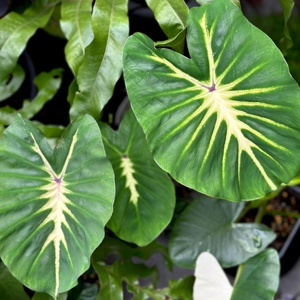 Colocasia White Lava - Colocasia - Soiled