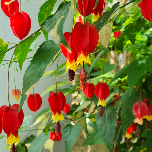 Abutilon Megapotamicum