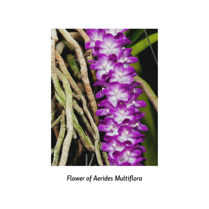 Aerides Multiflora -  - Soiled