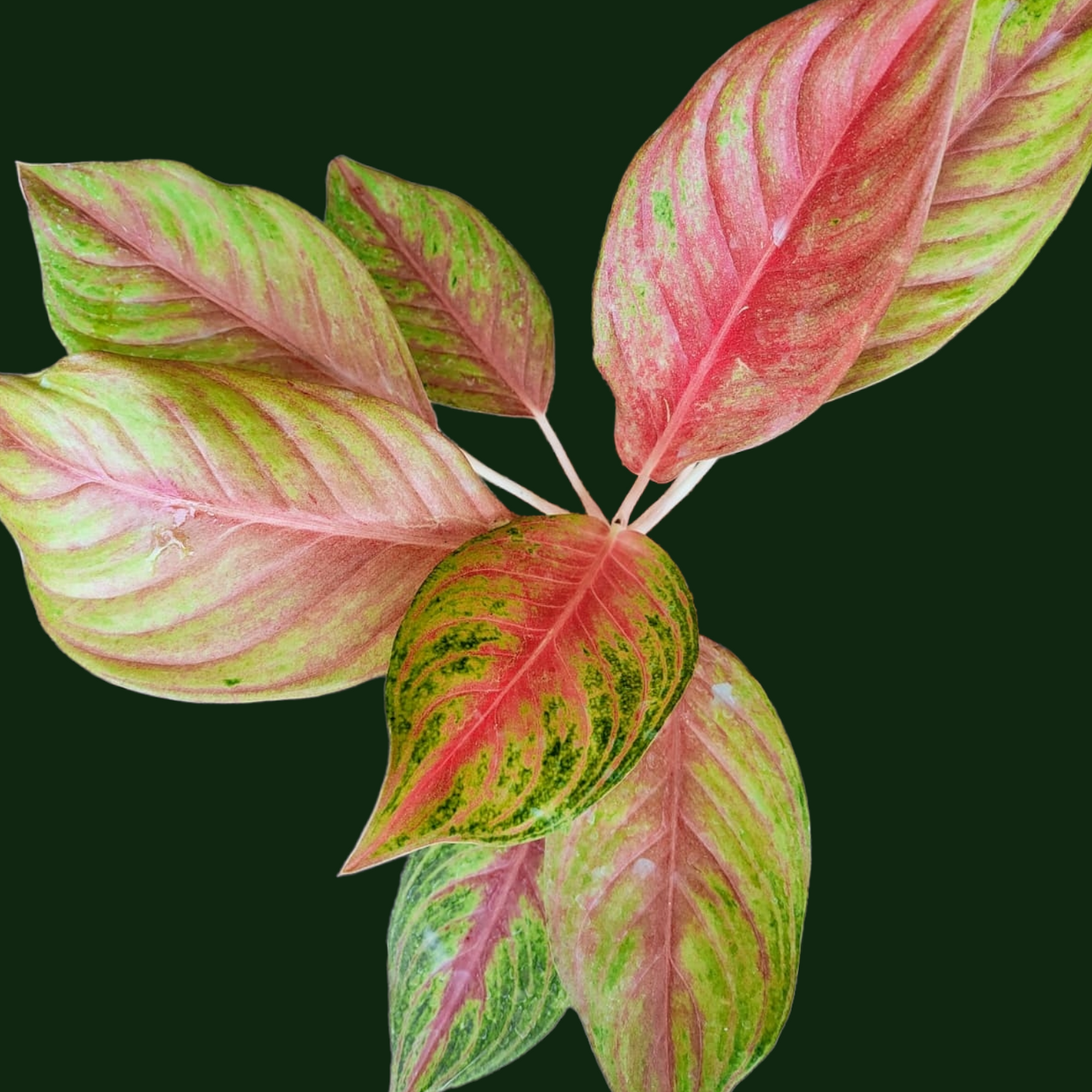 Aglaonema Andini - Aglaonema - Soiled