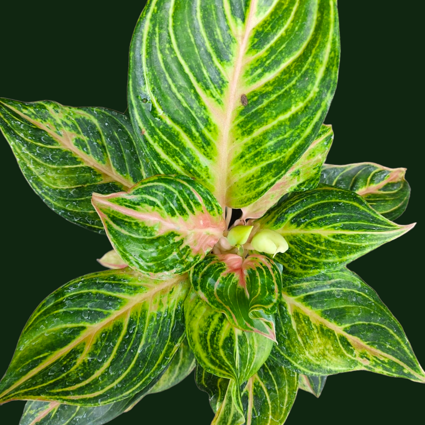 Aglaonema Esmeralda - Aglaonema - Soiled