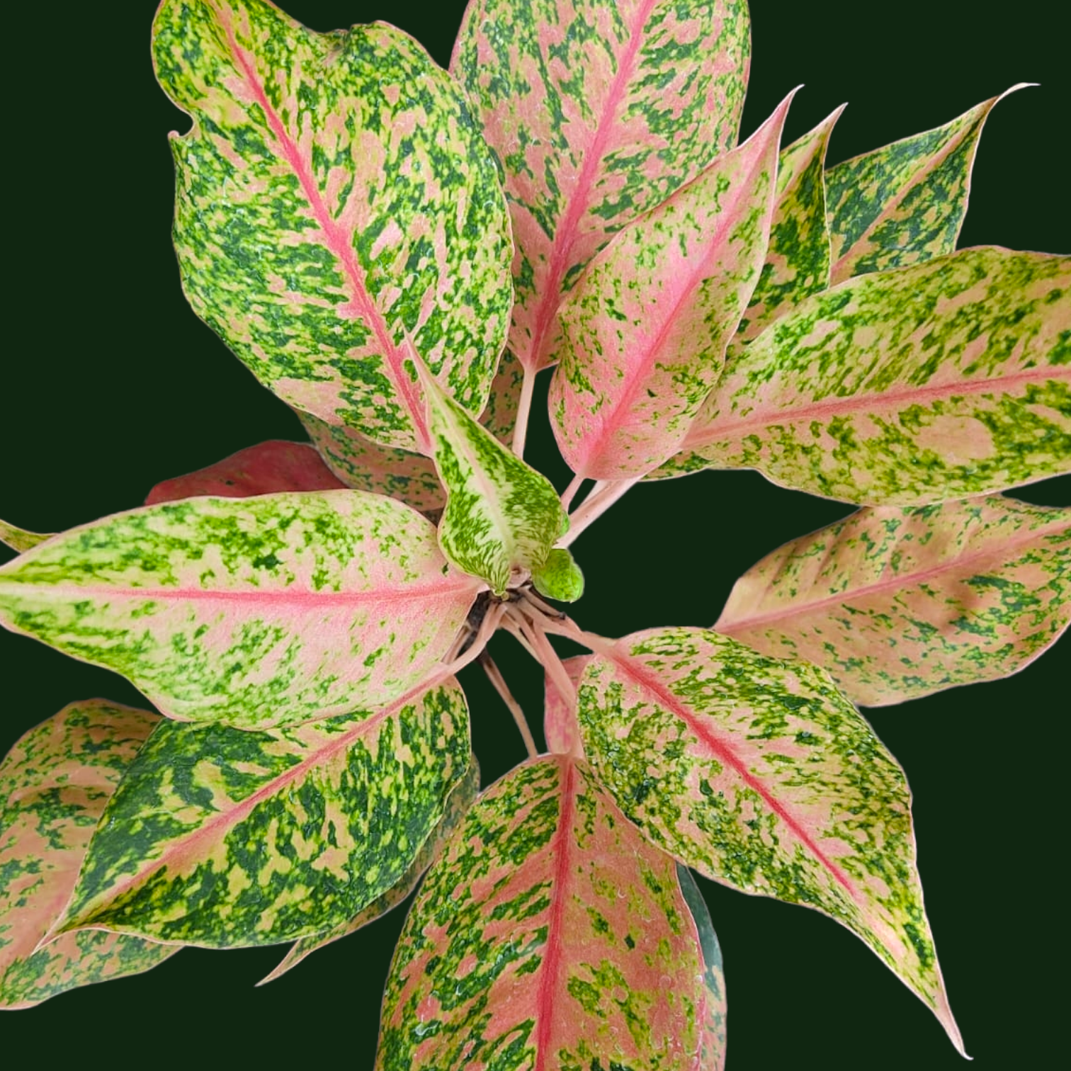 Aglaonema Fireworks - Aglaonema - Soiled