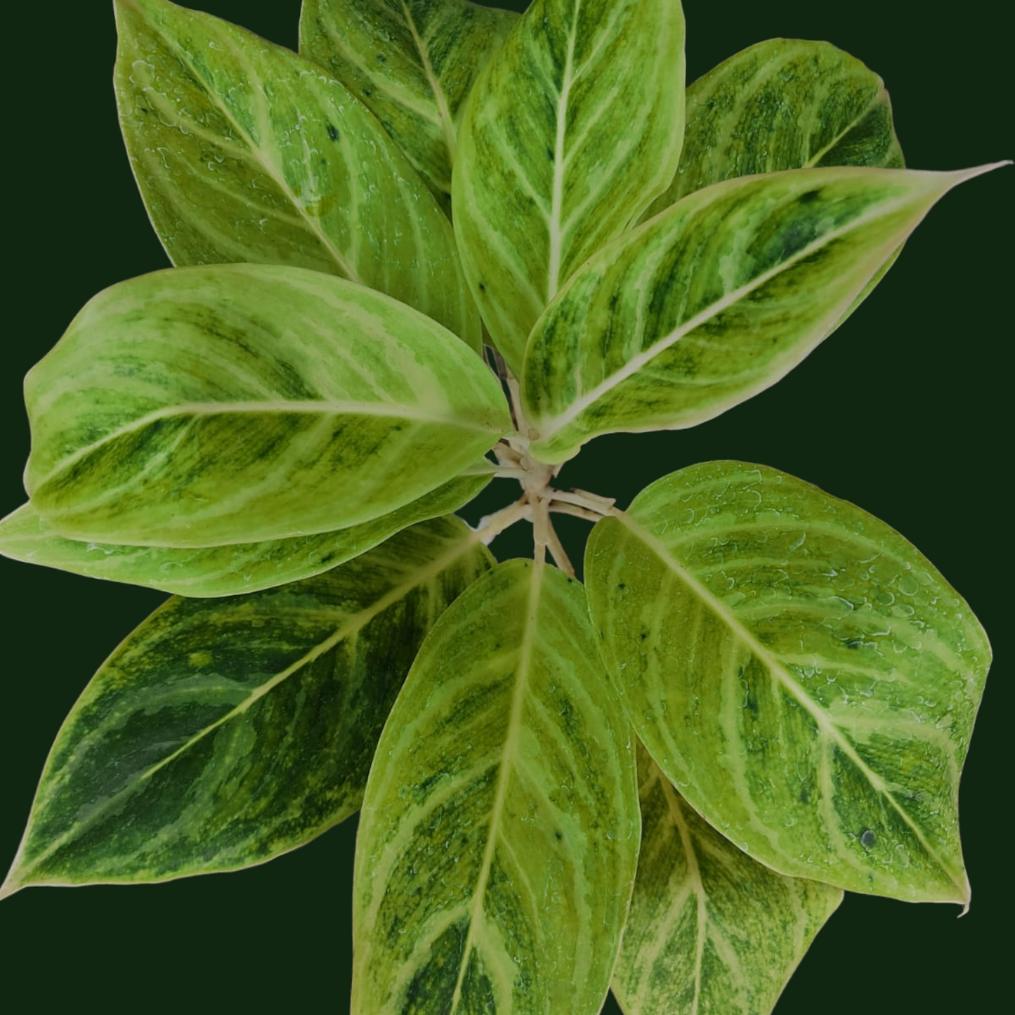 Aglaonema Iceberg - Aglaonema - Soiled