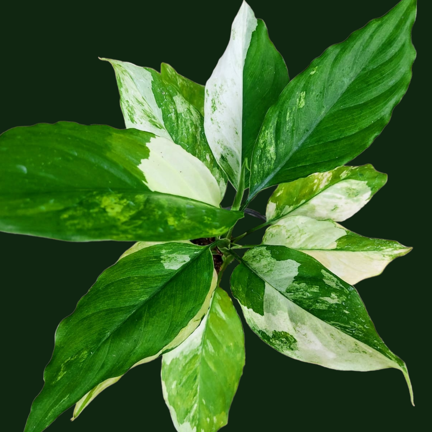 Aglaonema Modestum Albo Variegata - Aglaonema - Soiled