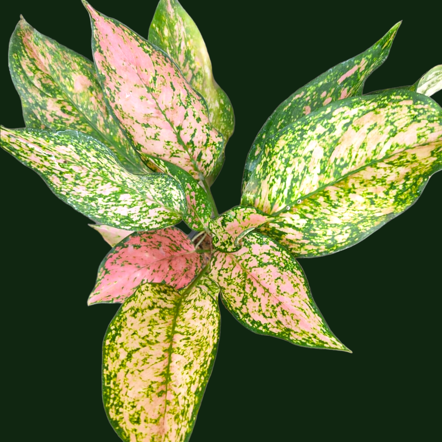 Aglaonema Prestige - Aglaonema - Soiled