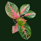 Aglaonema Red Emerald - Aglaonema - Soiled