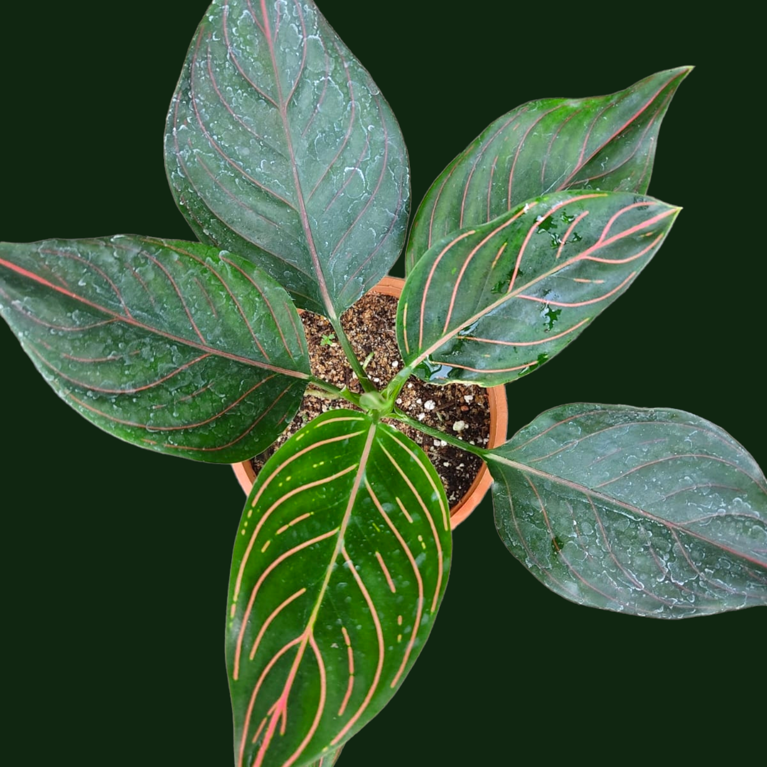 Aglaonema Rotundum - Aglaonema - Soiled