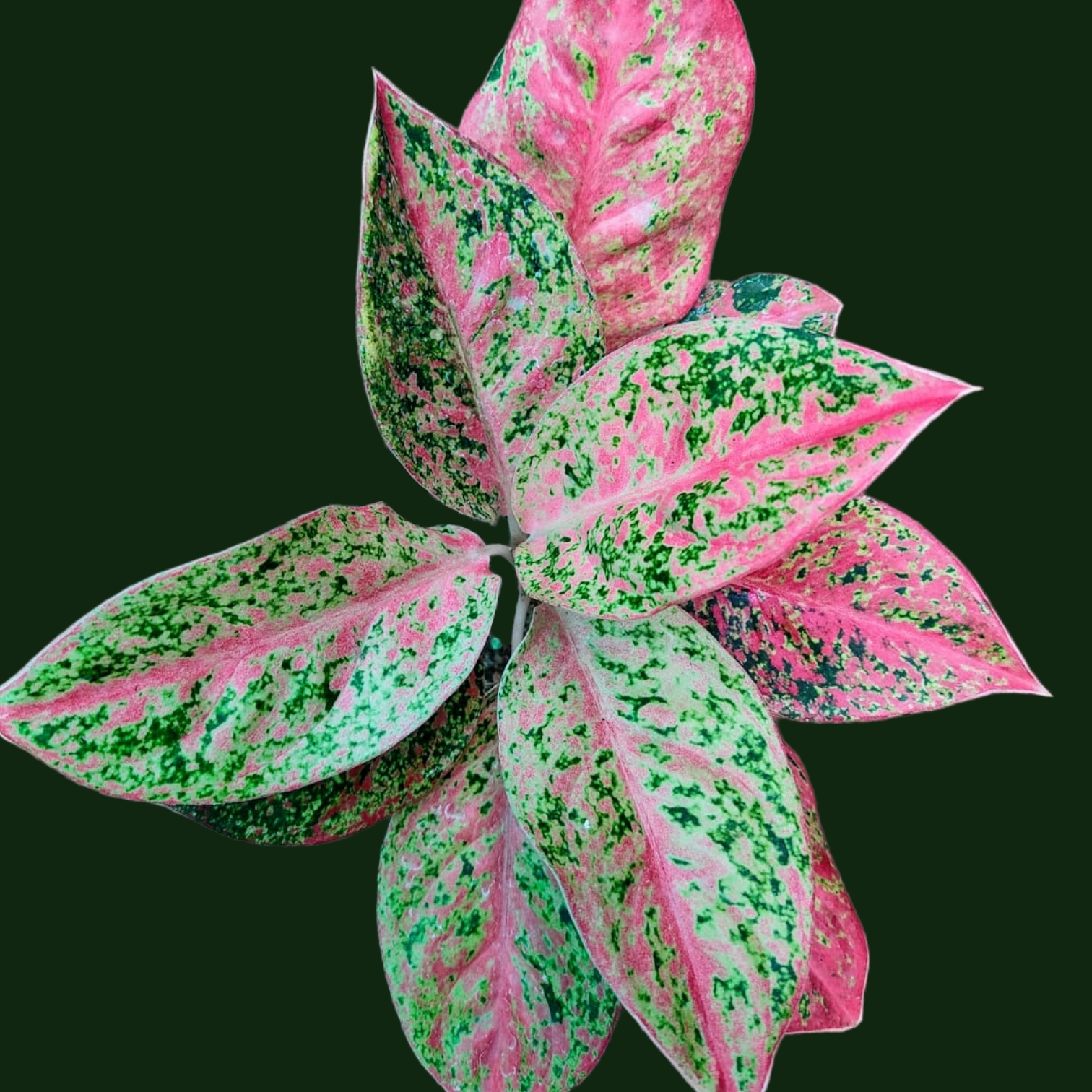 Aglaonema Sexilia - Aglaonema - Soiled