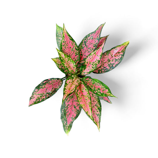 Aglaonema Wishes - Aglaonema - Soiled