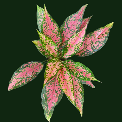 Aglaonema Wishes - Aglaonema - Soiled