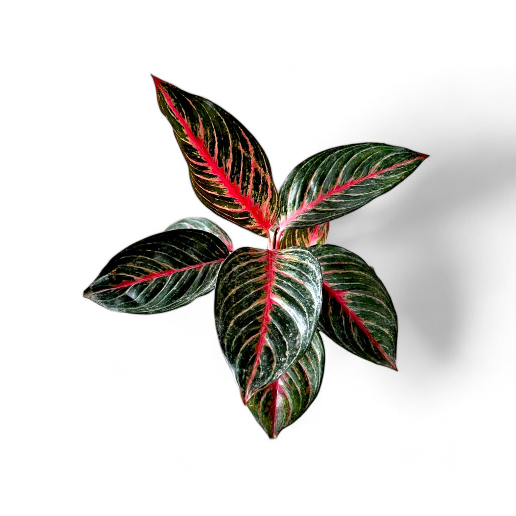 Aglaonema Red Emerald - Aglaonema - Soiled