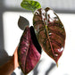 Alocasia Azlanii - Alocasia - Soiled